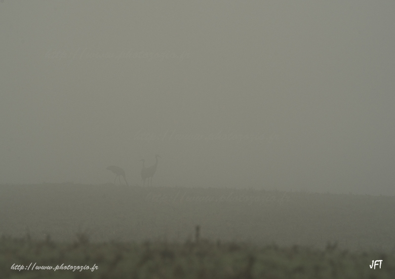 Migration, hivernage des Grues cendrées dans les Landes de Gascogne à Arjuzanx. _DSC3121.jpg