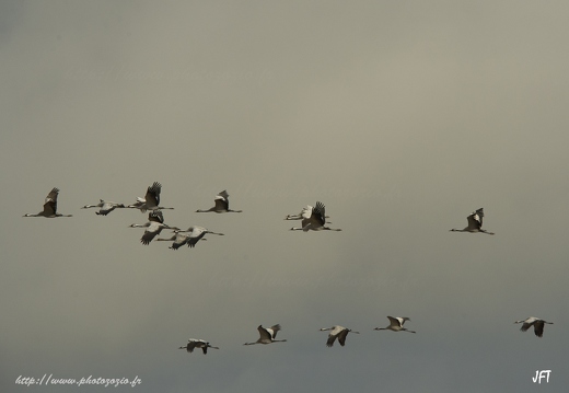 Grue cendrée, Grus grus, Common Crane