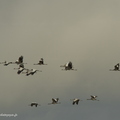 Grue cendrée, Grus grus, Common Crane