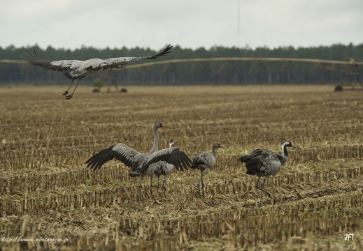 Grue cendrée, Grus grus, Common Crane