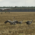 Grue cendrée, Grus grus, Common Crane