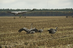 Grue cendrée, Grus grus, Common Crane