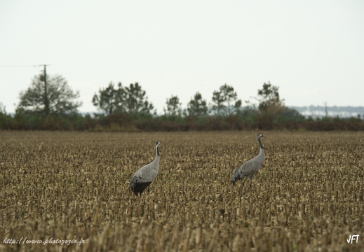 Grue cendrée, Grus grus, Common Crane