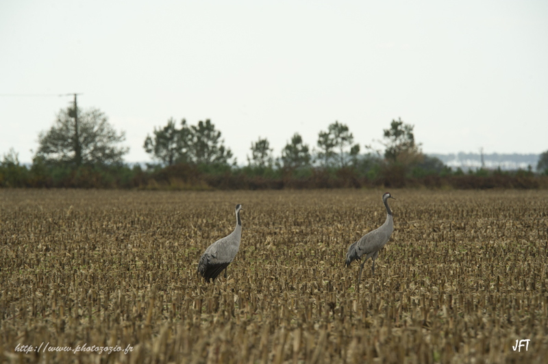 Migration, hivernage des Grues cendrées dans les Landes de Gascogne à Arjuzanx. _DSC3380.jpg