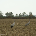 Grue cendrée, Grus grus, Common Crane