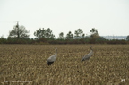 Grue cendrée, Grus grus, Common Crane