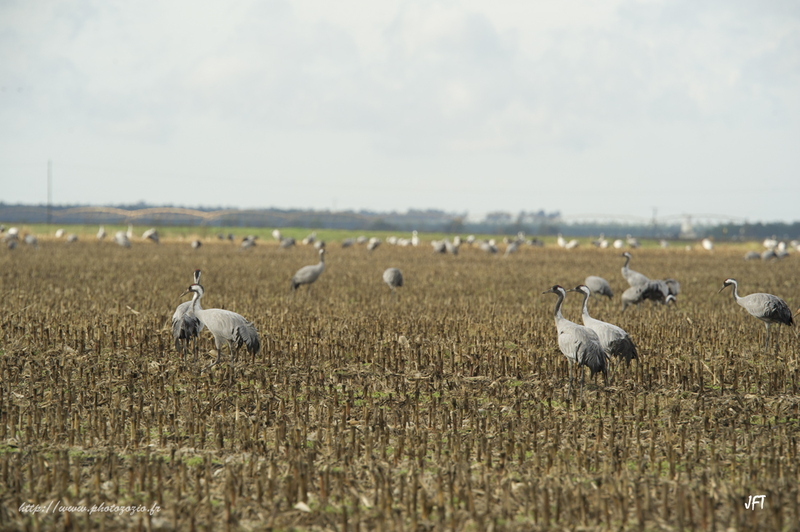 Migration, hivernage des Grues cendrées dans les Landes de Gascogne à Arjuzanx. _DSC3395.jpg