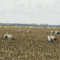 Grue cendrée, Grus grus, Common Crane