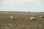 Grue cendrée, Grus grus, Common Crane