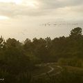 Grue cendrée, Grus grus, Common Crane