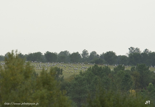 Grue cendrée, Grus grus, Common Crane