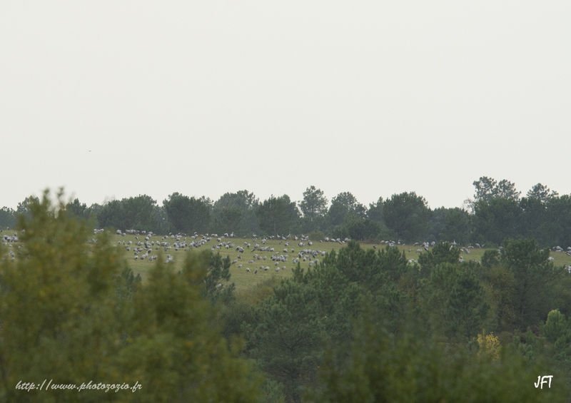 Migration, hivernage des Grues cendrées dans les Landes de Gascogne à Arjuzanx. _DSC3574.jpg