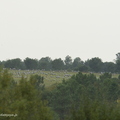 Grue cendrée, Grus grus, Common Crane