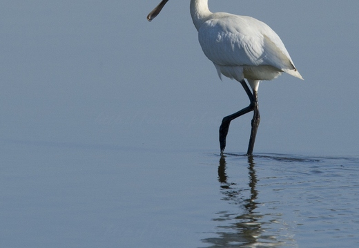 Spatule blanche, Platalea leucorodia, Eurasian Spoonbill