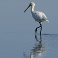 Spatule blanche, Platalea leucorodia, Eurasian Spoonbill