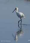 Spatule blanche, Platalea leucorodia, Eurasian Spoonbill