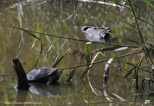 Emyde lépreuse, Mauremys leprosa