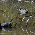 Emyde lépreuse, Mauremys leprosa