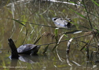 Emyde lépreuse, Mauremys leprosa