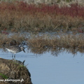 Pluvier argenté, Pluvialis squatarola, Grey Plover