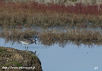 Pluvier argenté, Pluvialis squatarola, Grey Plover