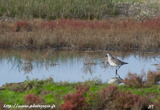 Pluvier argenté, Pluvialis squatarola, Grey Plover