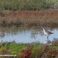 Pluvier argenté, Pluvialis squatarola, Grey Plover