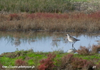 Pluvier argenté, Pluvialis squatarola, Grey Plover