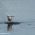 Aigrette garzette, Egretta garzetta, Little Egret