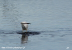 Aigrette garzette, Egretta garzetta, Little Egret