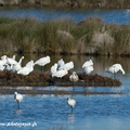 Spatule blanche, Platalea leucorodia, Eurasian Spoonbill