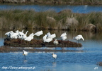 Spatule blanche, Platalea leucorodia, Eurasian Spoonbill