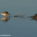 Chevalier gambette, Tringa totanus, Common Redshank