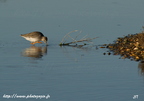 Chevalier gambette, Tringa totanus, Common Redshank