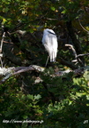 Aigrette garzette, Egretta garzetta, Little Egret