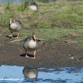 Oie cendrée, Anser anser, Greylag Goose