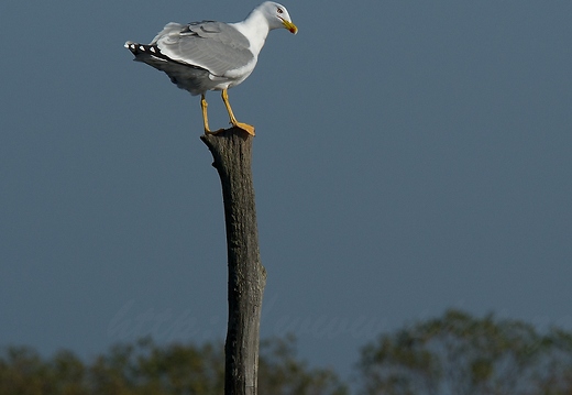 Goéland leucophée, Larus michahellis, Yellow-legged Gull