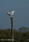 Goéland leucophée, Larus michahellis, Yellow-legged Gull