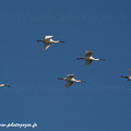 Spatule blanche, Platalea leucorodia, Eurasian Spoonbill