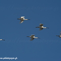 Spatule blanche, Platalea leucorodia, Eurasian Spoonbill