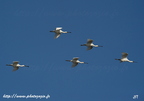 Spatule blanche, Platalea leucorodia, Eurasian Spoonbill