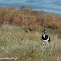  Vanneau huppé, Vanellus vanellus, Northern Lapwing