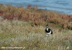  Vanneau huppé, Vanellus vanellus, Northern Lapwing