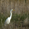 Grande Aigrette, Ardea alba, Great Egret