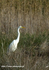 Grande Aigrette, Ardea alba, Great Egret