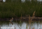 Bécassine des marais, Gallinago gallinago, Common Snipe