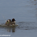 Sarcelle d'hiver, Anas crecca, Eurasian Teal