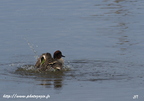 Sarcelle d'hiver, Anas crecca, Eurasian Teal