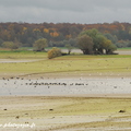 Lac du Der