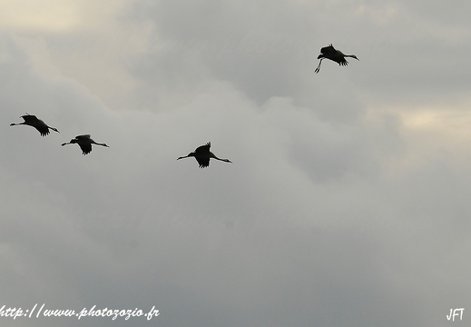 Grue cendrée, Grus grus, Common Crane